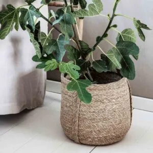 Panier, Plant S House Doctor