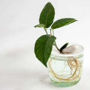 Coupelle de germination en porcelaine – taille S ou L