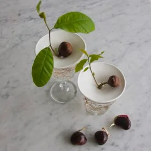 Coupelle de germination en porcelaine – taille S ou L