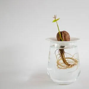 Coupelle de germination en porcelaine – taille S ou L
