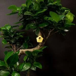 Mini décor pour plante « Nichoir à oiseaux » en laiton doré