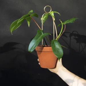 Tuteur pour plantes en aluminium doré