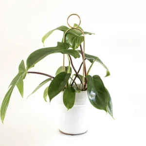Tuteur pour plantes en aluminium doré