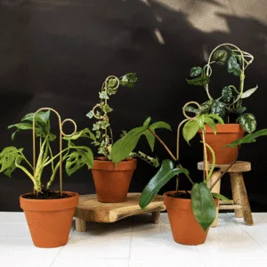 Tuteur pour plantes en aluminium doré