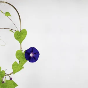 Mélange de graines pour fleurs grimpantes en sachet