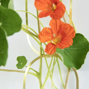 Treille en laiton doré pour plantes grimpantes – Twicy Store