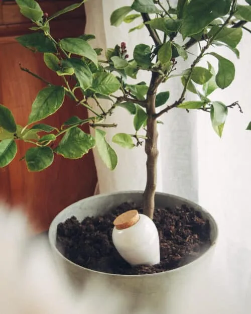 image d'illustration pour Olla Pepin réservoir d'eau en terre cuite pour tous types de plantes (oyas)