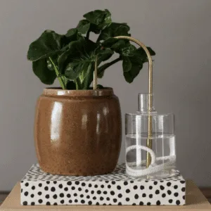 « Plant Straw » paille d&rsquo;auto arrosage pour plantes – doré 2 tailles