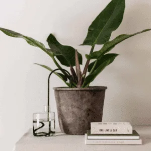 « Plant Straw » paille d&rsquo;auto arrosage pour plante – brun 2 tailles