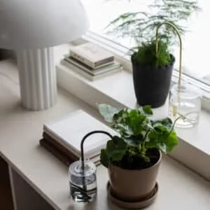 « Plant Straw » paille d&rsquo;auto arrosage pour plantes – doré 2 tailles
