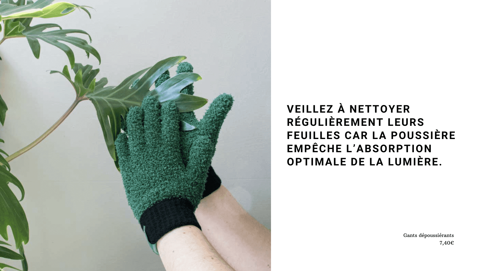 Image d'illustration de l'article "Nos 5 commandements pour prendre soin de vos plantes" publié sur Twicy Store