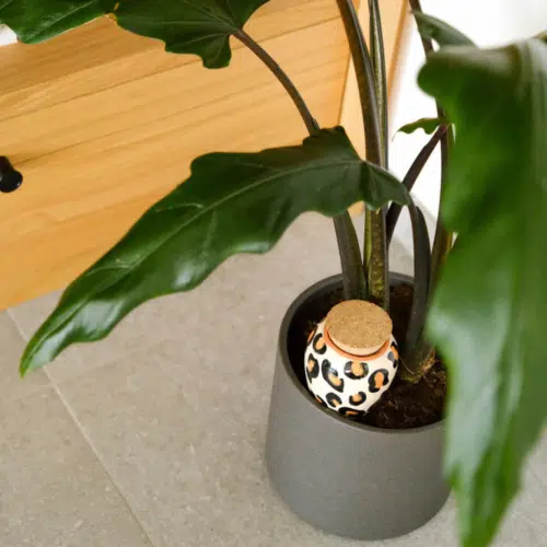 Olla Pépin léopard et un couvercle en liège dans une plante verte