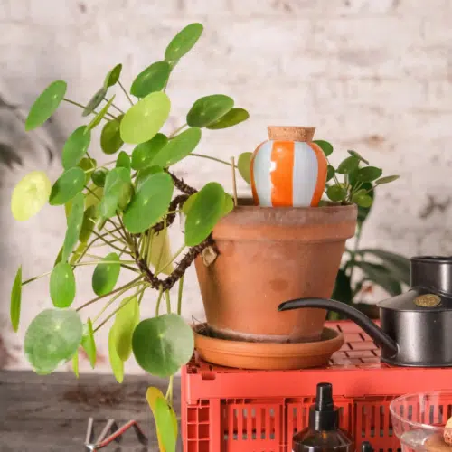 Olla à rayures orange et bleu dans une plante verte déposée sur une table