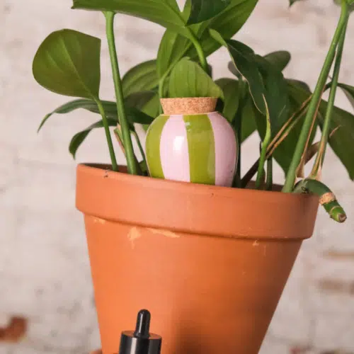 Olla à rayures vert et lilas dans une plante verte